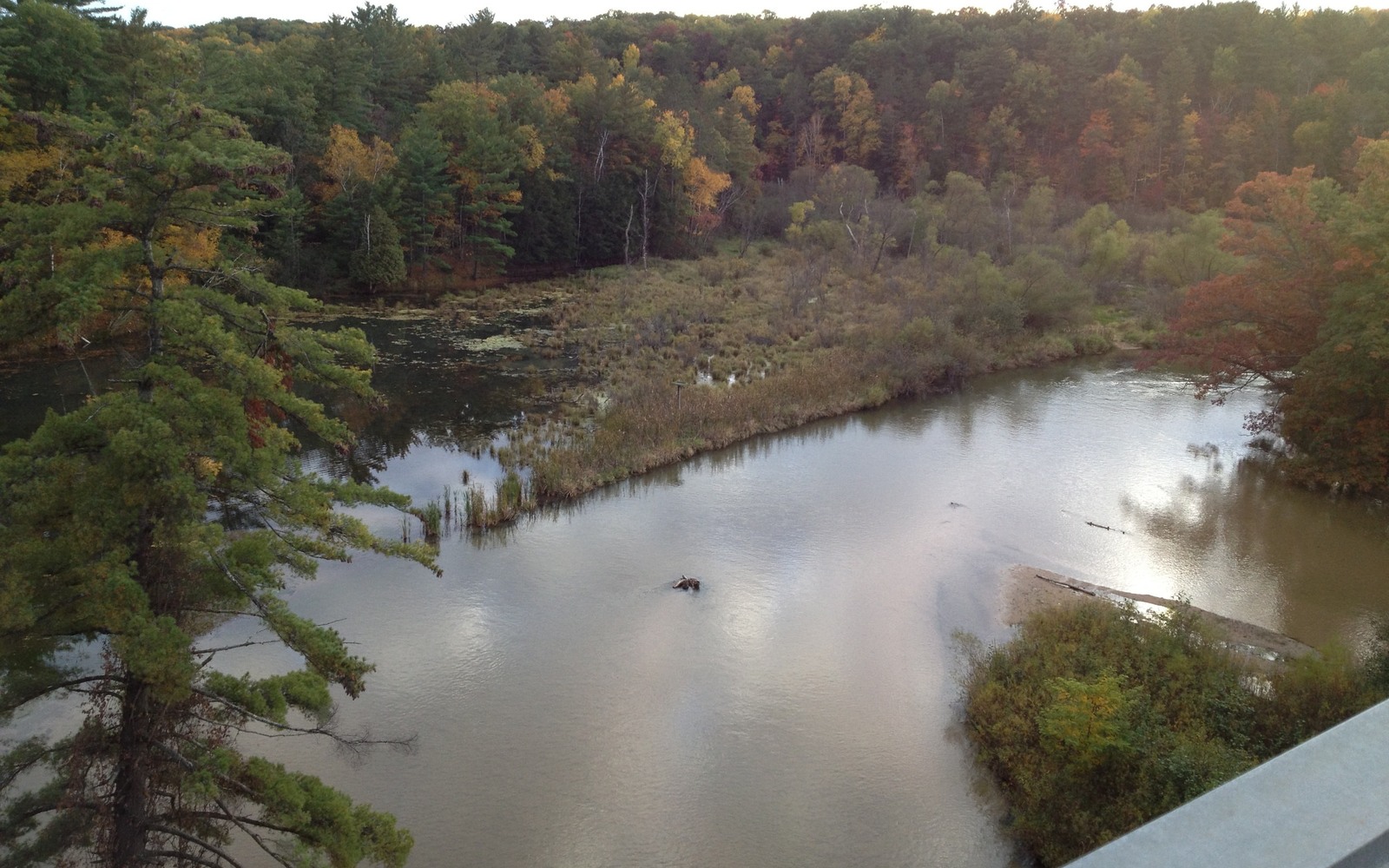 Sell Mineral Rights in Wellston, MI